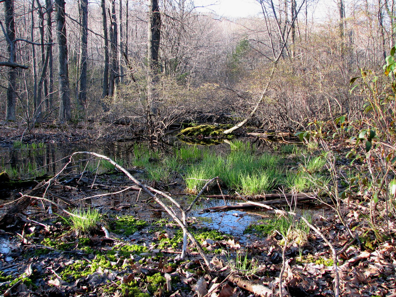 Mixed shrub and marsh vegetation pool. Credit: Betsy Leppo